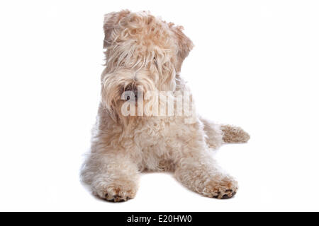 Rivestito di morbida wheaten terrier cane Foto Stock