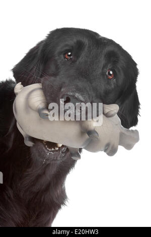 Appartamento rivestite retriever dog Foto Stock