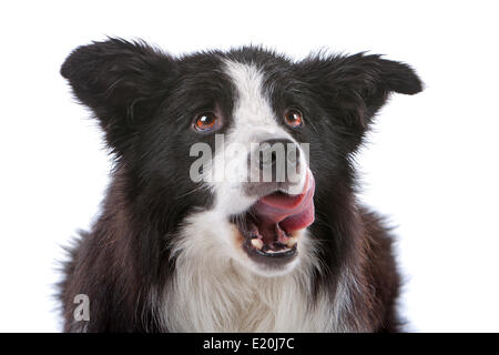 Border Collie sheepdog Foto Stock