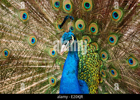 Bellissimo uccello Peafowl blu con coda aperta Foto Stock