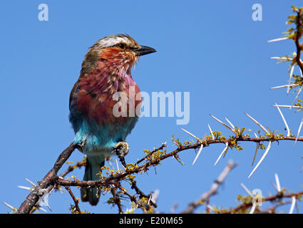 Rullo Lilac-Breasted, Namibia Foto Stock