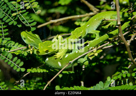 Nuova Zelanda, Isola del nord, Wellington, Zealandia. Wellington Green Gecko aka Moko kakariki. Foto Stock