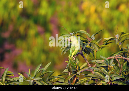 Rose di inanellare parrocchetto Foto Stock