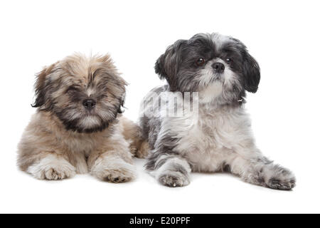 Lhaso apso e una shih tzu Foto Stock