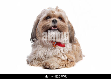 Boomer, razza cane Foto Stock