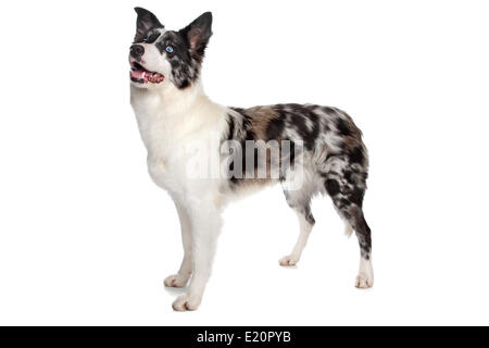 Border Collie sheepdog Foto Stock