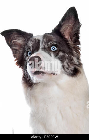 Border Collie sheepdog Foto Stock