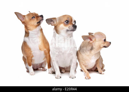 Tre cani chihuahua Foto Stock