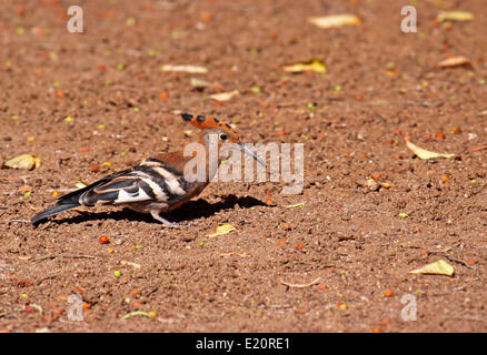 African upupa, sud africa Foto Stock