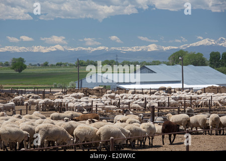 Greeley, Colorado - pecore in un feedlot sotto le Montagne Rocciose. Foto Stock
