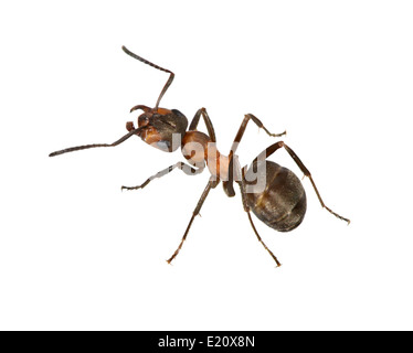 Legno Ant - formica rufa Foto Stock