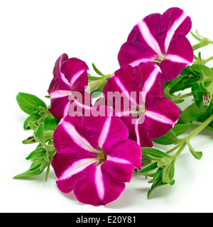 Bella star Pink petunia, isolato su uno sfondo bianco Foto Stock