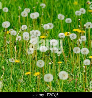 Patch di tarassaco, alcuni con fioriture e alcune con teste di seme in un prato inglese in campo luce diurna; orientamento quadrati. Foto Stock