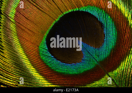 Macro Close-up di piuma di pavone Foto Stock