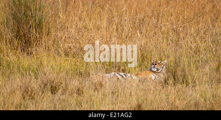 Un giovane tigre nella prateria, che stabilisce, bandhavgarh parco nazionale di Madhya Pradesh india asia Foto Stock