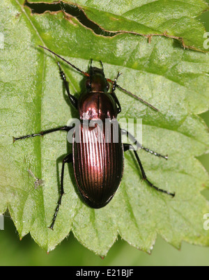 Poecilus cupreus, un lareg color rame coleottero di massa in posa su una foglia Foto Stock