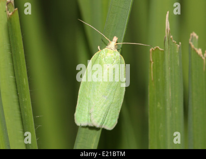 Quercia verde Tortrix (Tortrix viridana) a.k.a. Quercia europea leafroller o quercia verde moth Foto Stock