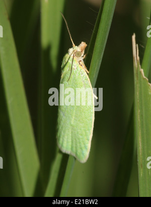 Quercia verde Tortrix (Tortrix viridana) a.k.a. Quercia europea leafroller o quercia verde moth Foto Stock