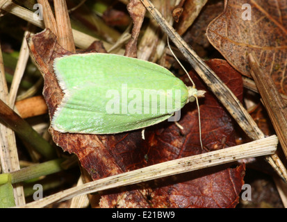 Quercia verde Tortrix (Tortrix viridana) a.k.a. Quercia europea leafroller o quercia verde moth Foto Stock