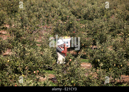 La striscia di Gaza, Territori palestinesi. Xiii Giugno, 2014. Agricoltori palestinesi messe le mele nella città di Khan Younis nel sud della striscia di Gaza, il 13 giugno 2014. © Majdi Fathi/NurPhoto/ZUMAPRESS.com/Alamy Live News Foto Stock