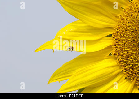 Red lady bug su fioritura di semi di girasole Foto Stock