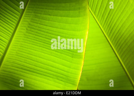 Luce posteriore la sovrapposizione di foglie di banana Foto Stock