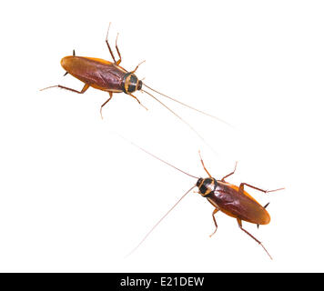 Due scarafaggio isolato su sfondo bianco Foto Stock