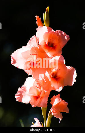 Gladiolus, una spada-lasciava cymbidium Foto Stock