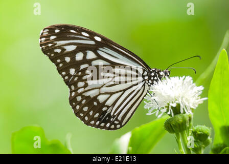 Milkweed alimentazione a farfalla sul fiore bianco Foto Stock