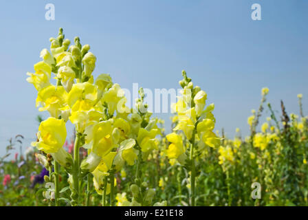 Bocca di leone gialla fiori sotto il cielo blu Foto Stock