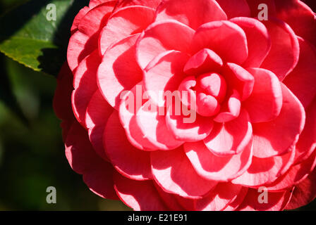 Bella pink camellia fiorisce in primavera Foto Stock