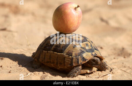 La striscia di Gaza, Territori palestinesi. Xiii Giugno, 2014. Turtle di passeggiate in un campo nella città di Khan Younis mele sud della striscia di Gaza, il 13 giugno 2014. © Majdi Fathi/NurPhoto/ZUMAPRESS.com/Alamy Live News Foto Stock