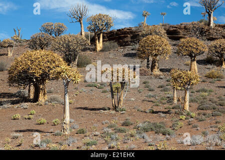 Molti alberi faretra in un paesaggio solitario Foto Stock