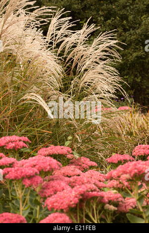 Cinese di erba di argento - Miscanthus sinensis Foto Stock