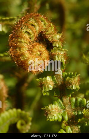 Felce maschio - Dryopteris filix-mas 'Barnesii' Foto Stock