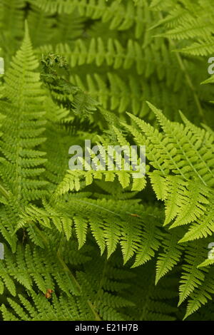 Signora fern - Athyrium filix-femina Foto Stock