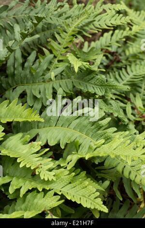 Polypody comune - Polypodium vulgare Foto Stock