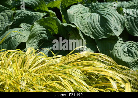 Golden giapponese forrest erba Foto Stock