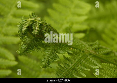 Signora fern - Athyrium filix-femina Foto Stock