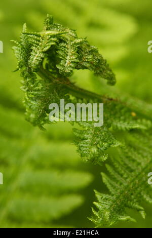 Signora fern - Athyrium filix-femina Foto Stock