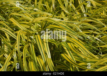 Golden giapponese forrest erba Foto Stock