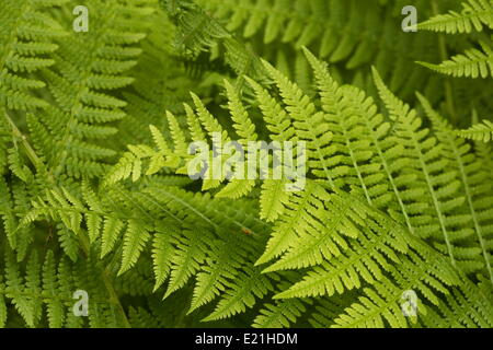 Signora fern - Athyrium filix-femina Foto Stock