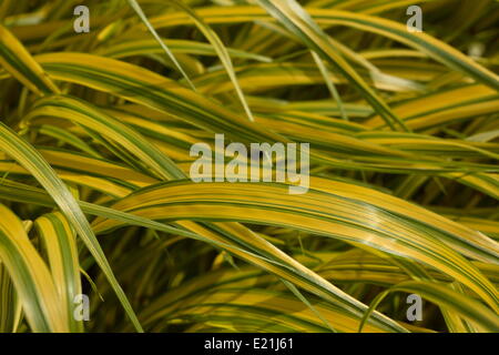 Golden giapponese forrest erba Foto Stock