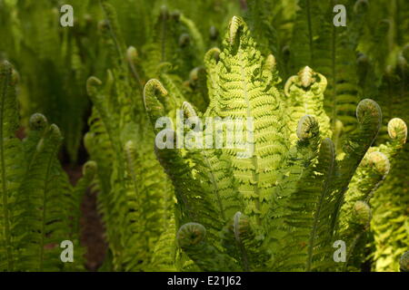 Struzzo - felce Matteuccia struthiopteris Foto Stock