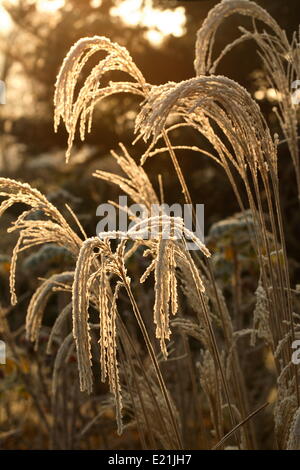 Cinese di erba di argento - Miscanthus sinensis Foto Stock