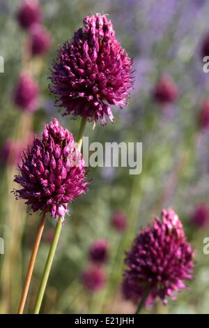 A testa tonda - porro Allium sphaerocephalon Foto Stock