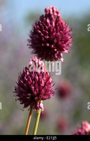 A testa tonda - porro Allium sphaerocephalon Foto Stock