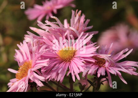 La Nuova Inghilterra Aster 'Rosa Sieger' Foto Stock