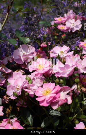 Rose " Lavanda sogno" Foto Stock