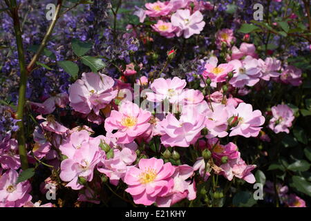 Rose " Lavanda sogno" Foto Stock